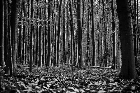 grayscale photography of woods thumbnail