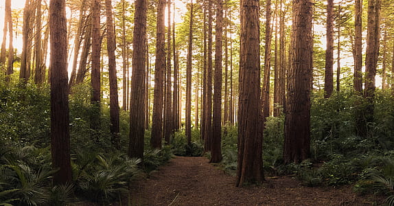 nature, forest, trees, path thumbnail