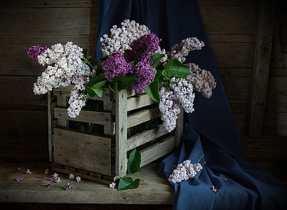 white and purple petaled flowers thumbnail
