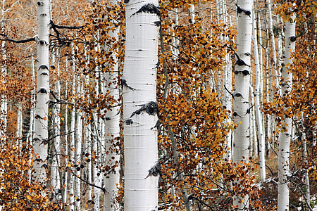 Trees and Forests thumbnail