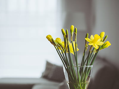 photo of yellow petaled flowers thumbnail