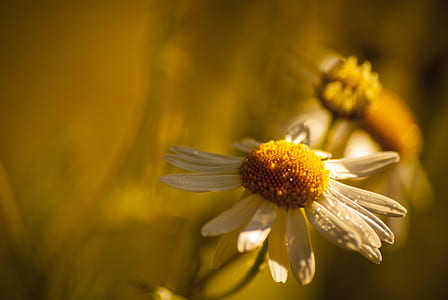 selective focus photography of white daisy flower thumbnail