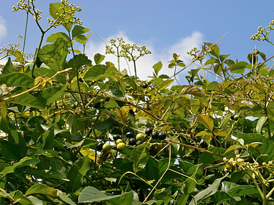 Cayratia Japonica, Family Vitaceae thumbnail