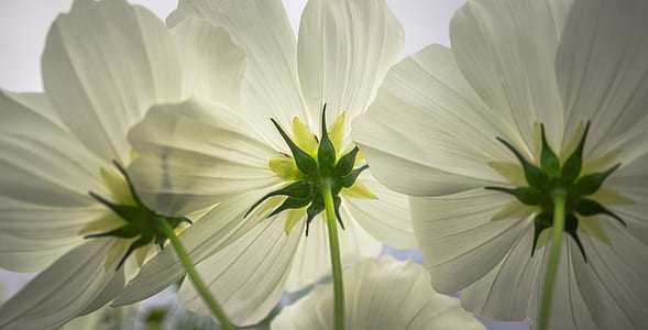 close up photography of white petal flowers thumbnail