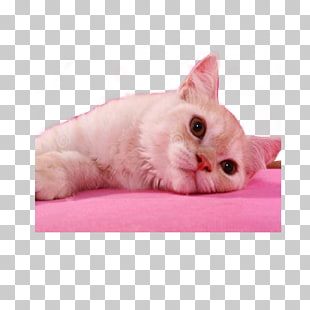 Kitten Pink Cat Whiskers Domestic Short Haired Cat No Love For