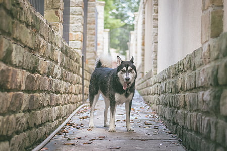 adult black and white Alaskan malamute thumbnail