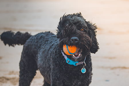 black poodle with blue collar thumbnail