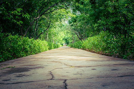 gray concrete road between green leafed tree tunnel thumbnail
