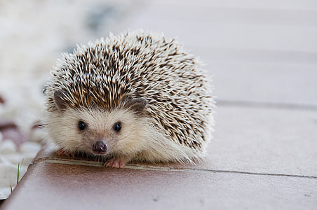 selective focus photography of hedgehog thumbnail