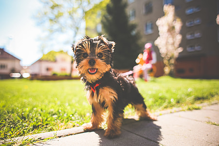 Jessie the Puppy thumbnail