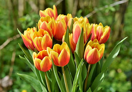 orange tulip flowers thumbnail