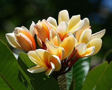 closeup photo of yellow petaled flower thumbnail