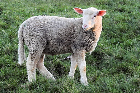 gray and white sheep thumbnail