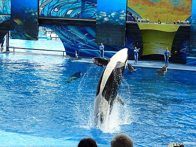 photo of orca at pool during daytime thumbnail