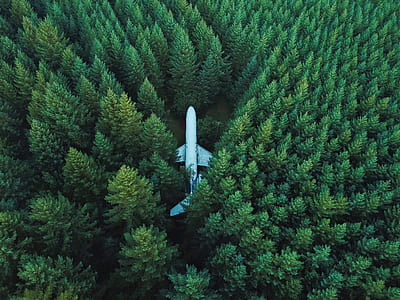 white airplane in the middle of forest during daytime thumbnail