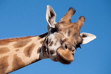 photo of brown and beige giraffe thumbnail