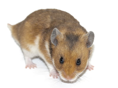 closeup photography of brown and white mouse on white surface thumbnail