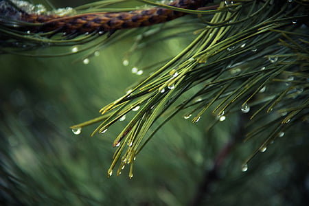 green pine tree leaf thumbnail