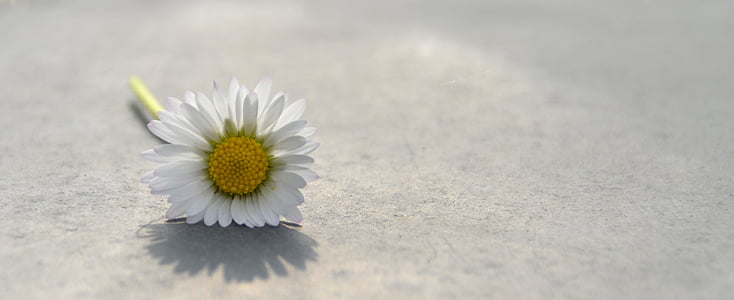 white daisy on gray pavement thumbnail