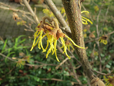 Hamamelis Virginiana, Common Witch-Hazel thumbnail