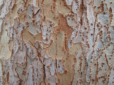 beige and brown wood thumbnail