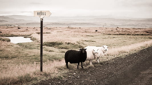 two white and one black sheeps beside of the road thumbnail
