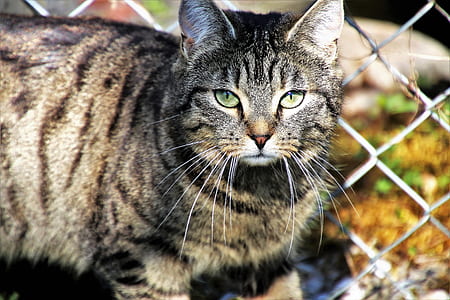 cat standing beside cyclone wire gate thumbnail