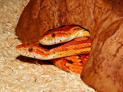 brown snakes thumbnail
