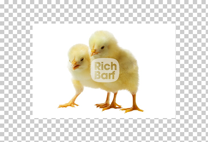 chicken broiler poultry farming infant chicken png clipart free cliparts uihere uihere