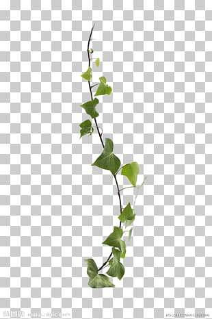Common ivy Virginia creeper Vine Leaf Plant, Vines are available for free , green vine plants PNG clipart