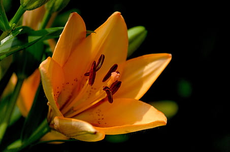 shallow focus photography of yellow flower thumbnail