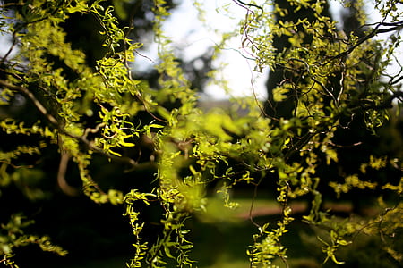 Chinese Willow thumbnail