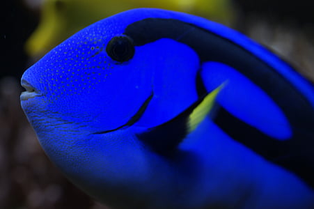 blue tang fish thumbnail