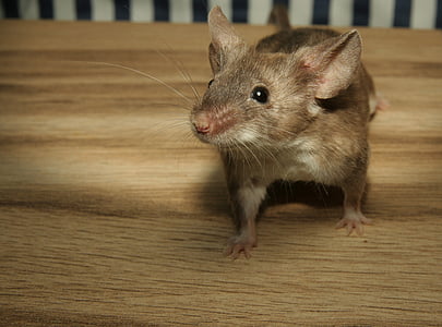 brown mouse thumbnail