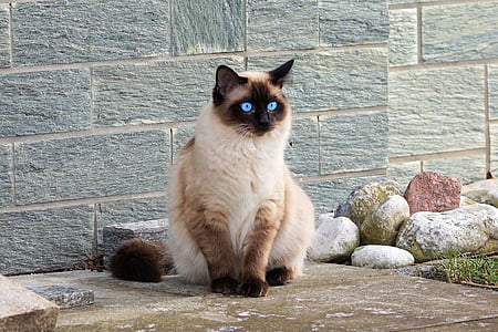 Himalayan cat sitting beside stones thumbnail