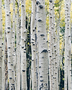gray trees thumbnail