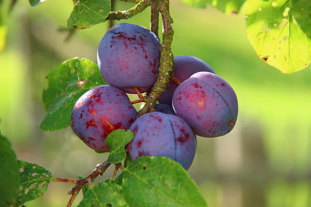 shallow focus photo of fruits thumbnail