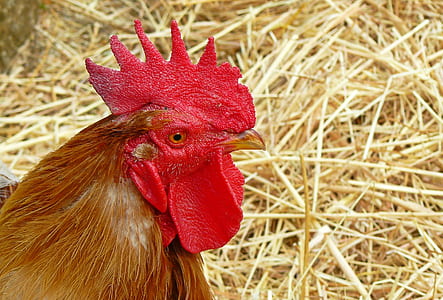 red rooster thumbnail