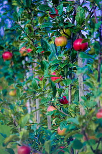 selective focus photography of apple tree thumbnail
