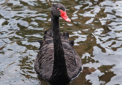 black swan on water thumbnail