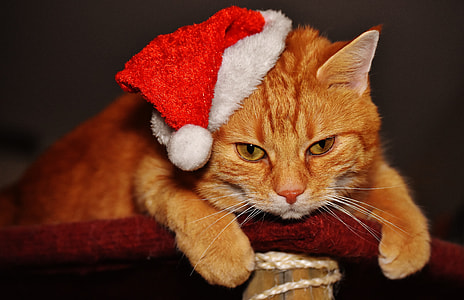 orange tabby cat thumbnail