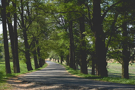 Empty Pathway Surrounded by Trees and Grass thumbnail