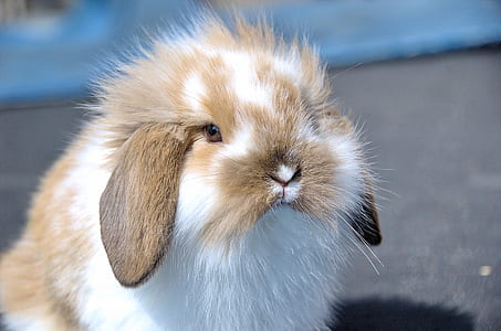 closeup photo of white and brown rabbit thumbnail