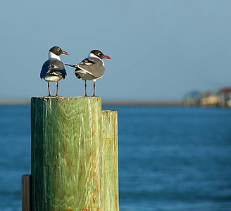two gray-and-white birds on top of wood pillar thumbnail