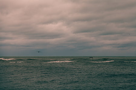 photograph of two bird flying over sea thumbnail