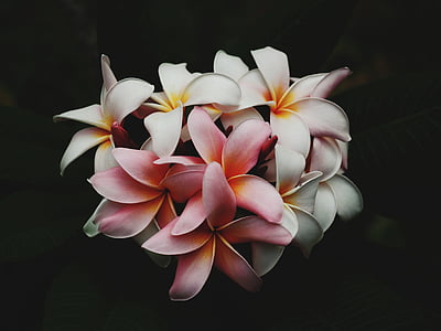 pink and white flowers in bloom thumbnail