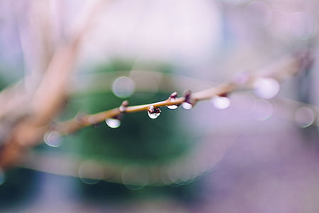 shallow focus photography of dewdrops thumbnail