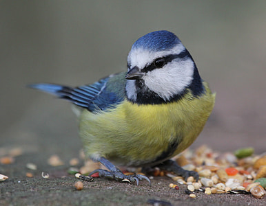 close up photo of yellow and black short beak bird thumbnail