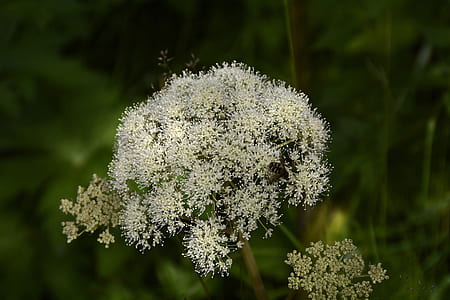 white Queen Anne's lace flower in close-up photography thumbnail