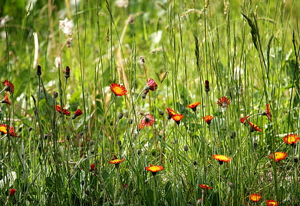 red flowers during daytime thumbnail